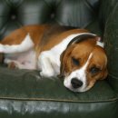 24시 센텀동물메디컬센터 연산점 이미지