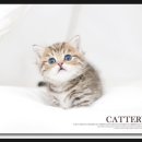 폴캐터리 이미지