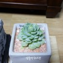 하늘다육농원