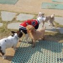 까미애견샵 이미지