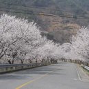 홍동면 왕지마을회관 | 🚗🌸 봄 드라이브 코스 추천! 꽃길·해안도로·산길 국내 드라이브 명소 BEST 5