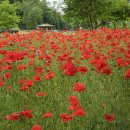 하늘농장5 이미지