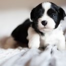 24일산우리동물병원 이미지