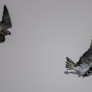 물수리 추격자 이미지