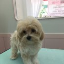 도톨그루밍 이미지