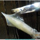 물쌍거리 이미지