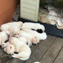 개린이집 이미지