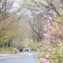 유가읍사무소 | 대구 비슬산 참꽃 개화 상태 2026 현재 상황｜주차 전쟁 셔틀 매진 현장 후기 지금 막 다녀왔습니다.