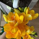 연세유의원 | 더 연세유 외과 맘모통 수술 6개월 후 완치 판정 후기