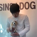 사비켄넬 이미지