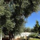 황금노을민박 | 07. Summer in Italy - Masseria Villa verde 숙박 후기/ 풀리아 숙소, 풀리아 마쎄리아 추천