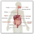 El Aparato Digestivo : Parte 6 (Final) 이미지