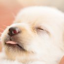 초이스외과동물병원 이미지