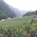 천혜농장 이미지