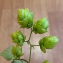 김영진농장 이미지