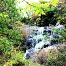 산약초 동의보감 이미지