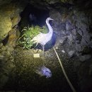 광명동굴 이미지