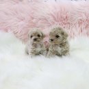 내 품안의 반려견 이미지