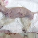 온 동물병원 이미지
