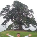 충남 부여 임천면 성흥산(260m,HL/CN-127)사랑나무... 이미지