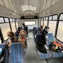 댕댕이버스 이미지