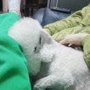 삐삐애견샵 이미지