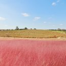 핑크뮬리 이미지