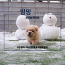 밍밍켄넬 이미지