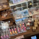 청주고양이입양지원센터 애니멀공화국 이미지