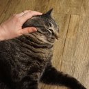 쓰담쓰담 이미지