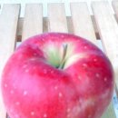 선홍농장 이미지