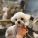 만두네 애견미용실 이미지