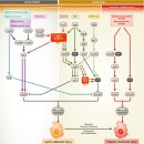 Re: 세포복제 노화(senescence) and apoptosis 암발생 억제 진화적 관점 .. 2014 이미지