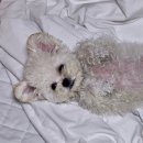 까까보개 이미지