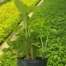 푸르름의 농원 이미지