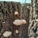 참나무원목표고버섯 오늘땃어요 이미지