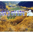 {경북 의성} 노오란 황금물결이 아름다운 풍경을 자랑하는 의성 산수유 꽃 축제 // 의성 산수유마을 이미지