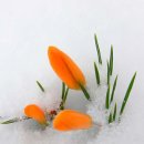 눈속에피는꽃 이미지