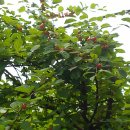 청기와오리집 이미지