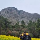 제주도 산방산 유채꽃밭 사진 촬영 후기