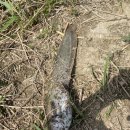 시몬네왕해물짬뽕 이미지