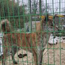 호동이네 이미지