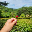 (주)푸른숲 - 철원군 | 🌿 안면도 수목원 힐링 산책 코스 후기｜푸른 숲 속에서 제대로 쉬다 💚