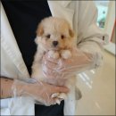강아지 사랑 | 인천강아지분양 직접 다녀온 후기! 사랑스러운 가족을 만났어요🐶