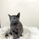 수원고양이분양 드림캣 안심분양센터 이미지