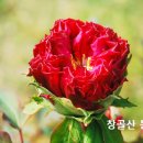 회심(Conversion)이란 무엇인가? 이미지
