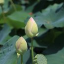 연꽃이야기