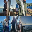 굿포항소식 ㈜ | 미터급 대삼치/대고시/방어/시장고등어 캐스팅 굿! 조황~