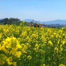 나라네농장 | [고창 여행] 폭싹 속았수다 촬영지? 🌾 보리나라 학원농장 청보리 &amp; 유채꽃 인생샷 명소 후기