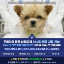 강이랑아지랑 | 3개월 강아지코로나 장염 증상 치료하고 이겨낸 후기